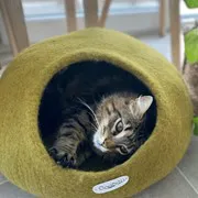 Le cocon vert mousse