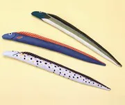 L'anguille géante à pois