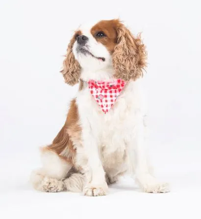 Bandana Berrylicious - Taille L