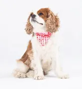 Bandana Berrylicious - Taille L