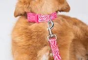 Collier Pink Zebra - Taille L