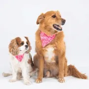 Bandana Pink Zebra - Taille S
