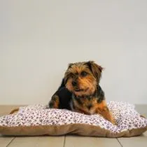 &Agrave;u dodo